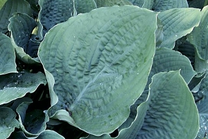 Ulysees S. Grant, Hosta